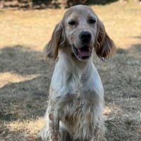 Saya CAA15794, chienne à adopter