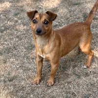 Picwic CAA15798, chien à adopter