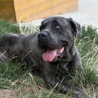 Prada, chienne à adopter