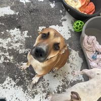 MAX, chien à adopter