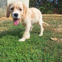 NUMBA ( A TROUVE SA FAMILLE), chienne à adopter