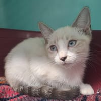 Yuzu (réservé), chatte à adopter