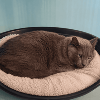 GRIZOU QCT, chat à adopter
