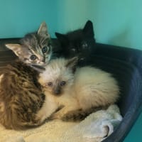 Mercredi, chatte à adopter