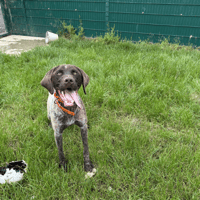 GASTON, chien à adopter