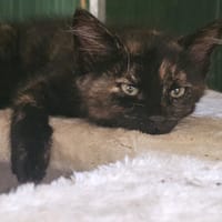 BALI (réservée), chatte à adopter
