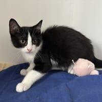 BEINJI, chat à adopter