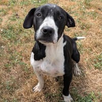 SNOOPY, chien à adopter