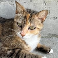 PITA, chatte à adopter