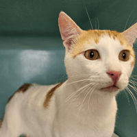 BILLIE, chat à adopter