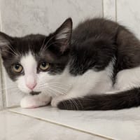 BRUME, chatte à adopter