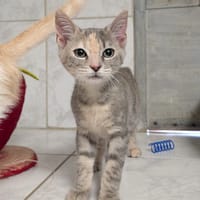 ZIA, chatte à adopter