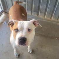 Souva, chienne à adopter