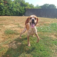 LIBY, chienne à adopter