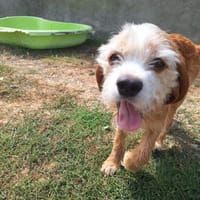 BENNY A TROUVE SA FAMILLE, chienne à adopter