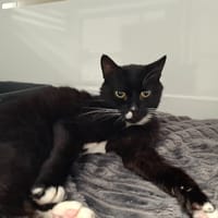 Pitache, chatte à adopter