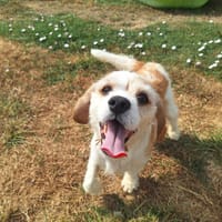 CARMEN ( a trouvé sa famille), chienne à adopter