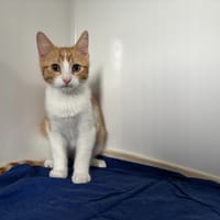 BRIC, chat à adopter