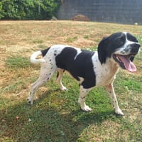 FARAH (A TROUVE SA FAMILLE), chienne à adopter