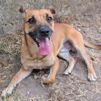 Titus, chien à adopter