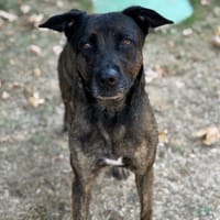 Thalya CAA15795, chienne à adopter