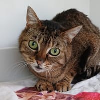 IRIS, chatte à adopter