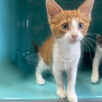 NOËL, chat à adopter