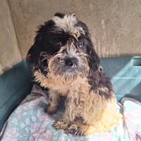 VITA, chienne à adopter