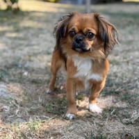 Leo CAA15797, chien à adopter