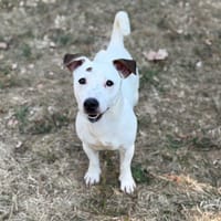 Ace CAA15796, chien à adopter