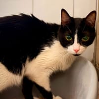 KENZO, chat à adopter