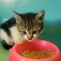 Greta, chatte à adopter