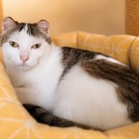 Suky, chatte à adopter