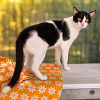 Leon, chat à adopter