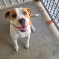 Will, chien à adopter