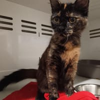 EBI, chatte à adopter