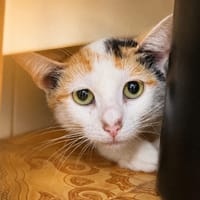 Sissi, chatte à adopter