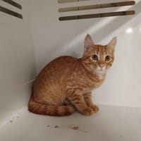Curry, chat à adopter