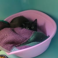 Octa, chatte à adopter
