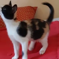 BLIZZI, chatte à adopter