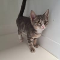 BABETH, chat à adopter