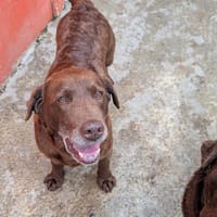NOELLA, chienne à adopter