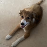 Satine, chienne à adopter