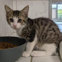 JACOB, chat à adopter