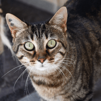 KENYA, chatte à adopter