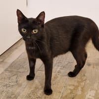 SELMA HAB17731, chatte à adopter