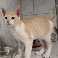 ZINO, chat à adopter