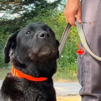 NEMO ex Napoleon des adrilines d opale, chien à adopter