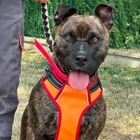 XHESI en SOS, chienne à adopter