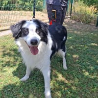 ISAC, chien à adopter